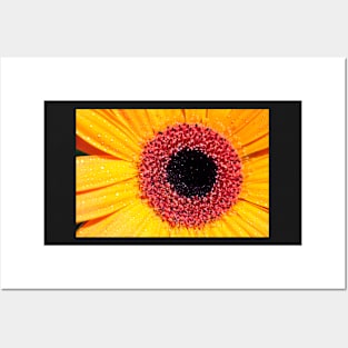 Yellow Gerbera with raindrops Posters and Art